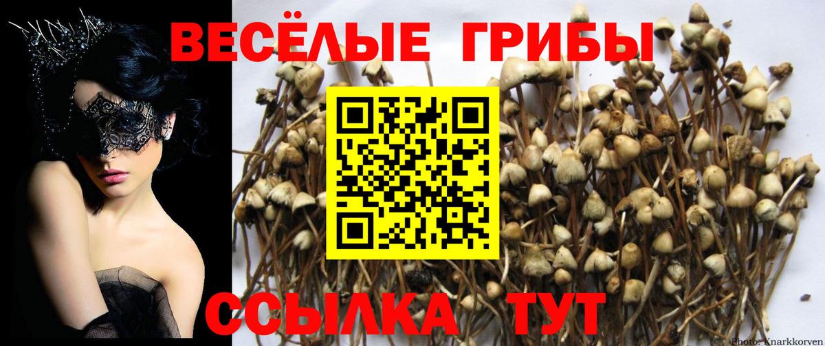 Псилоцибиновые грибы мицелий Вологда